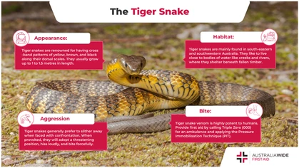 Tiger snakes are so named because of distinctive tiger-like stripes along their dorsal scales. They are particularly prevalent near bodies of water during the summer, and their venom is highly neurotoxic and can kill. 