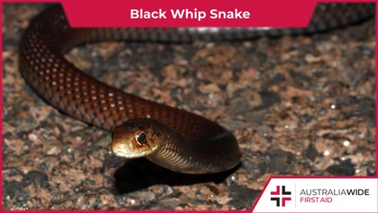 The Black whip snake is common throughout south east Queensland, including Brisbane. Large individuals are considered potentially dangerous, as their venom can cause a host of moderate to severe symptoms. (Credit: Matt Clancy/Wikimedia Commons)