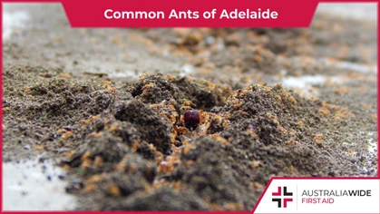 Ants form a massive part of Adelaide's local ecosystem. As well as being natural pest control agents, they help pollinate native plants. However, many of Adelaide's common ant species can inflict nasty stings and trigger anaphylaxis. 