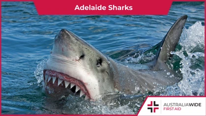 The warmer weather has caused a spike in shark sightings off the coast of Adelaide. Developing an understanding of local shark populations, and what to do if you encounter a shark, could make the difference between life and death. 