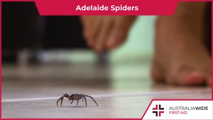 There are a host of spider species common in Adelaide homes and backyards. Though these spiders mostly stick to themselves, they can deliver excruciating bites that have killed people in the past. 