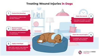 A wound refers to a puncture, abrasion, and/or musculoskeletal injury. Dogs can incur wounds in their natural settings, and from animal encounters. Knowing basic first aid for dogs can help you treat their wounds at home, or stop their condition from deteriorating before professional help arrives. 