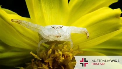 Renowned for its visually striking features, the Australian crab spider can be found in a variety of habitats, including urban areas. They have been known to bite when threatened, and their venom can cause pain, redness, and even dizziness. 