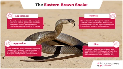 Eastern brown snakes are widely distributed across eastern Australia and are most commonly encountered in the spring. It is important to know first aid for a bite from an Eastern brown, as they are the second most venomous land snake in the world.