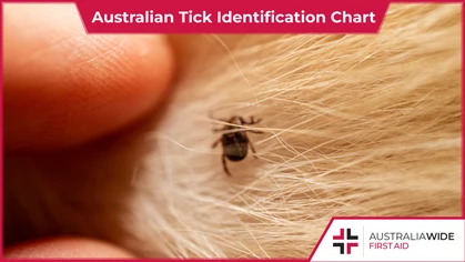 Australian ticks come out in force during the warmer months of summer. Ticks can carry poisonous toxins and bacteria that are especially harmful to dogs. As such, knowing how to prevent and remove ticks is important.