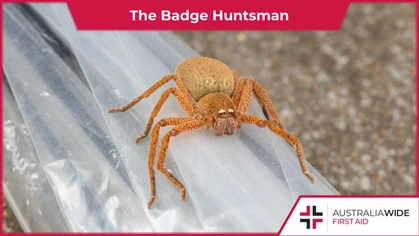 Found throughout Australia, including the cold climates of Tasmania, the Badge Huntsman is feared for its ability to climb quickly across walls and ceilings. They can also deliver a nasty bite comprising pain, sweating, and nausea.