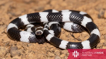 The Bandy Bandy is a venomous, nocturnal snake of which there are five known species. Covered in striking black and white stripes, the Bandy Bandy is one of Australia's most iconic reptiles. 