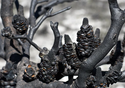 Open seed follicles of Banksia cones on a burnt tree branch following a bushfire in Sydney woodland, NSW, Australia