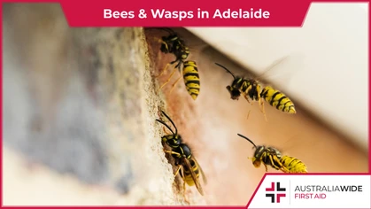 There are a variety of bees & wasps in Adelaide, all of which are particularly active during the warmer summer months. When bees and wasps infest homes, they can become territorial and attack in swarms. 