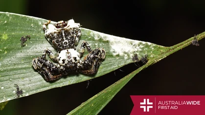 As their name suggests, the Bird Dropping Spider has developed colorations and patterns that mimic bird poo. This ingenious disguise means they can thrive in a wide variety of habitats, including suburban gardens. 