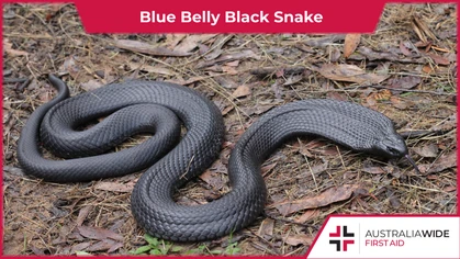 The Blue belly black snake is common along parts of Australia's eastern coast. They are highly toxic, as their venom can cause muscle death, cell death, as well as disrupt the nervous system. 