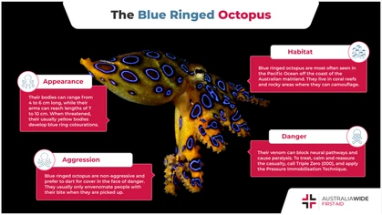 Blue ringed octopuses are most often seen in the Pacific Ocean off the coast of the Australian mainland. Despite their miniscule size, Blue ringed octopuses are some of the deadliest creatures in the water, and their neurotoxic venom can and has killed people. 