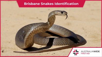 In this article, we provide information on venomous and non-venomous snakes common to the greater Brisbane region, including their preferred habitat, identifying characteristics, and temperament.
