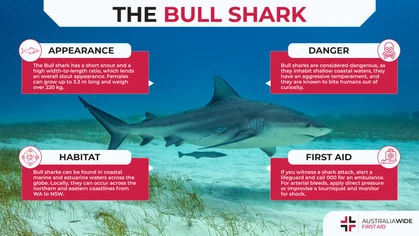 Across film and television, the Great white shark has been touted as the most aggressive shark in the world. In reality, this title is better relegated to the ill-tempered Bull shark.