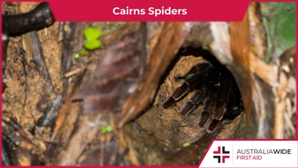 In this article, we look at how to identify and treat bites from some of Cairns' most common spiders. Cairns in Northern Queensland is home to an array of fearsome-looking spiders. 
