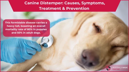 Canine Distemper article header