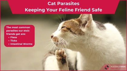 Cat Parasites article header