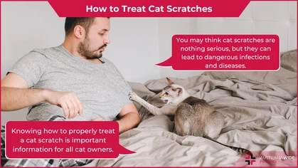 Cat Scratch article header