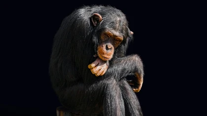 chimpanzee seated in zoo enclosure