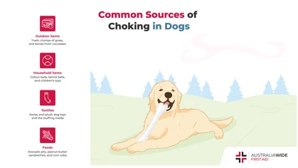 Dogs are incredibly curious creatures, and they often use their mouths to navigate and understand their surrounding environment. This can lead to complete or partial choking episodes, which can result in serious injury or death if left untreated. 