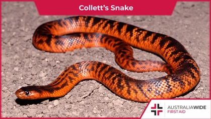 Distributed in parts of western and central Queensland, Collett's Snake has highly toxic venom that can cause abdominal pain, muscle necrosis, and even renal failure. 