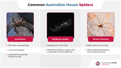 Australia is home to approximately 10,000 spider species, several of which have a predilection for indoor living. Today, we look at the spiders you are likely sharing your house with, and whether they are cause for concern. 
