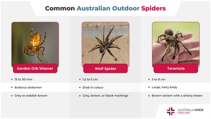 Australia is home to approximately 10,000 spider species, several of which we are likely to encounter while doing odd jobs around the backyard or venturing through bushland. Let's take a look at these spiders and whether they are cause for concern. 