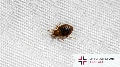 In Australian households, there are a variety of bugs and other pests that can cause significant damage to your health, finances, and overall wellbeing. It this article, we will acquaint you with 4 common pests in Australian households and how to prevent their population numbers from exploding. (Pictured: A pesky bedbug)
