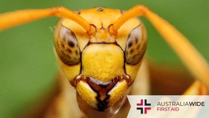 Many people don't realise that the smallest of Australia's insects can be just as deadly as our larger species like Brown snakes and Great white sharks. Continue reading to learn how to identify and treat 5 of the most common insect bites in Australia. 