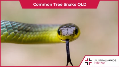 The Common tree snake is one of the most common snakes encountered in Brisbane and wider south east Queensland (QLD). They are regularly encountered in homes and suburban gardens, where they use an interesting defence to deter any potential threats.