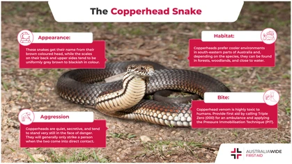 So named because of their brown-coloured head, Copperhead snakes are found across south-eastern Australia. Their venom is toxic to a host of different cells in the human body and must be treated with effective first aid and professional help. (Pictured: Highland copperhead)