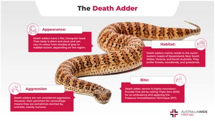 The Death adder is one of the most venomous snakes in Australia and across the globe. Renowned for their excellent camouflage abilities, Death adders can kill humans in a matter of hours without prompt treatment. 
