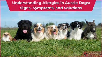 Dog allergy article header