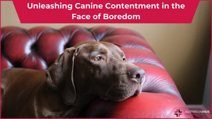 Dog boredom article header
