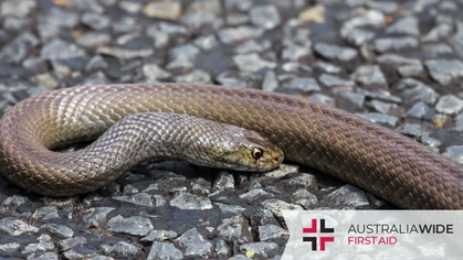 The Dugite snake is one of the most common snakes in urban and semi-rural areas throughout southern Western Australia, including Perth. Like other types of Brown snakes, they have potent venom and are considered dangerous to humans. 