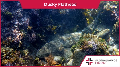 The Dusky Flathead is the largest flathead species in Australia. It is common in rocky reefs and shallow muddy areas along the Australian east coast. They have venomous spines along their body that can cause severe pain and possible infection. 
