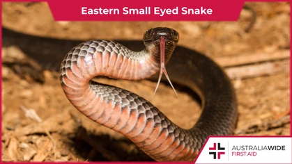 The Eastern Small Eyed Snake is widely distributed along the east coast of Australia. Continue reading for more information on their identifying characteristics, preferred habitat, and level of toxicity.