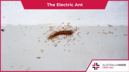 Electric ants can be found in the Cairns region of northern Queensland. They have a long-lasting, painful sting that can blind animals and cause anaphylaxis in humans. 