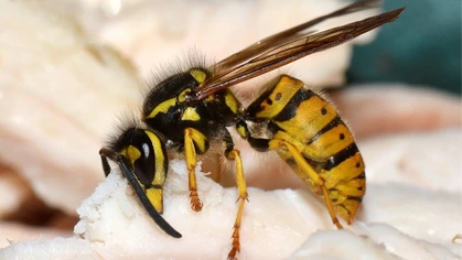 The European wasp stands out for its long black antennae, stout body, yellow-and-black banded abdomen, and double set of clear wings (with the first pair being larger than the second)