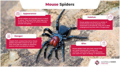 Though they have an unassuming name, Mouse spiders should not be underestimated. They are distributed across mainland Australia. And similar to Funnel-web spiders, they live deep underground and can deliver nasty bites. 