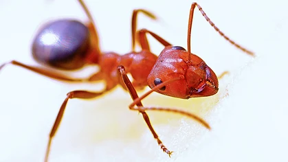 Found throughout south east Queensland, Fire ants are renowned for their aggressive nature and painful sting. They are particularly dangerous to those with allergies, as they tend to swarm and sting all at once. 