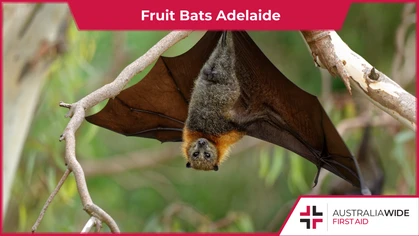 A relatively new addition to the forest ecosystems of Adelaide, the Grey-headed flying-fox (also known as the fruit bat), is the largest bat species in Australia. They can transmit several deadly diseases, including the Australian bat lyssavirus (ABLV). 