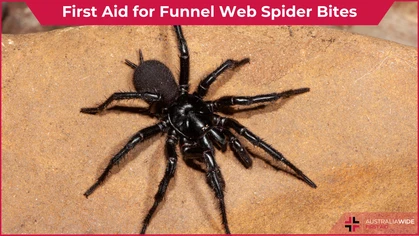 Funnel web spider article header