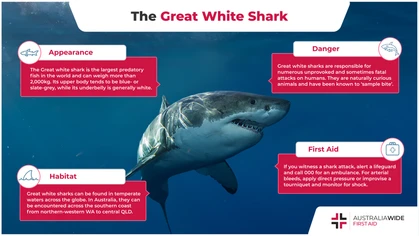 The Great white shark is arguably the most well-known shark in the world. As the largest predatory fish in the world, and with strong jaws housing upwards of 300 highly serrated teeth, Great white sharks are indeed formidable predators. 