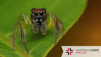 The Green Jumping Spider is the largest jumping spider found in Australia. They have been known to venture into urban areas, where they feed on insects and other spiders. They have deceptively large fangs that can inflict painful bites in humans. 