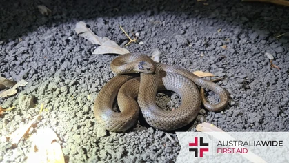 The Grey snake is a venomous member of the Elapidae snake family. They are known to inhabit woodlands and eucalypt forests in Queensland and New South Wales. Their venom contains procoagulants that can cause significant pain and swelling. (Photo Credit: ABC News)