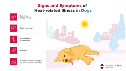 Like humans, dogs can experience heat-related illness, including heat stroke. Every pet owner should know how to keep their dog cool. Without prompt treatment, heat-related illness in dogs can lead to organ damage. 
