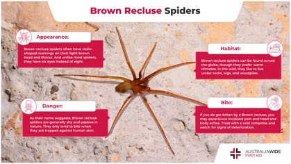 Brown recluse spiders form part of the Sicariidae family. They are found across the globe and have been known to inhabit the family home. Though they are generally timid, they can bite and cause necrotic skin ulcers. 