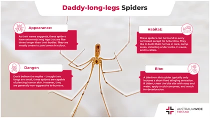 A lot of mystery surrounds the Daddy-Long-Legs spider. Despite their small size, they can bring down the Funnel-web spider. Should us humans be worried, too? 