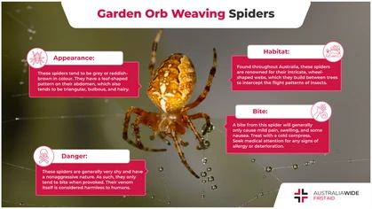 Garden orb weaving spiders are widely renowned for their large, intricate webs, some of which are strong enough to trap birds. Given how formidable their web-building skills are, should we be worried about their bites? Let's take a closer look. 